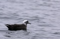 leucistic Sooty Shearwater
